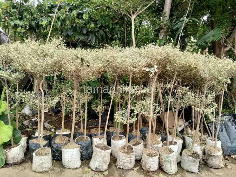 Paket Ketapang Kencana Varigata