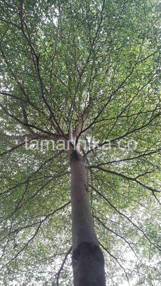 Jual Pohon Ketapang Kencana Varigata Tinggi 5-7 Meter