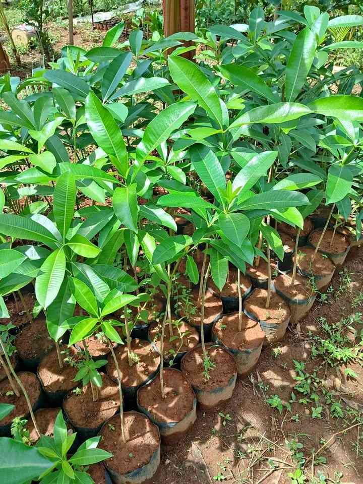 jual pohon pule tinggi 1m