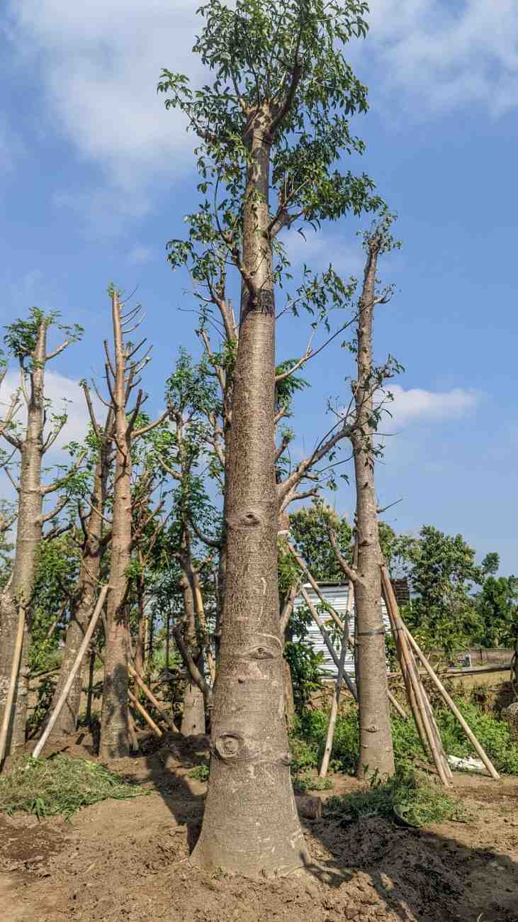 Pohon Baobab Ukuran Besar