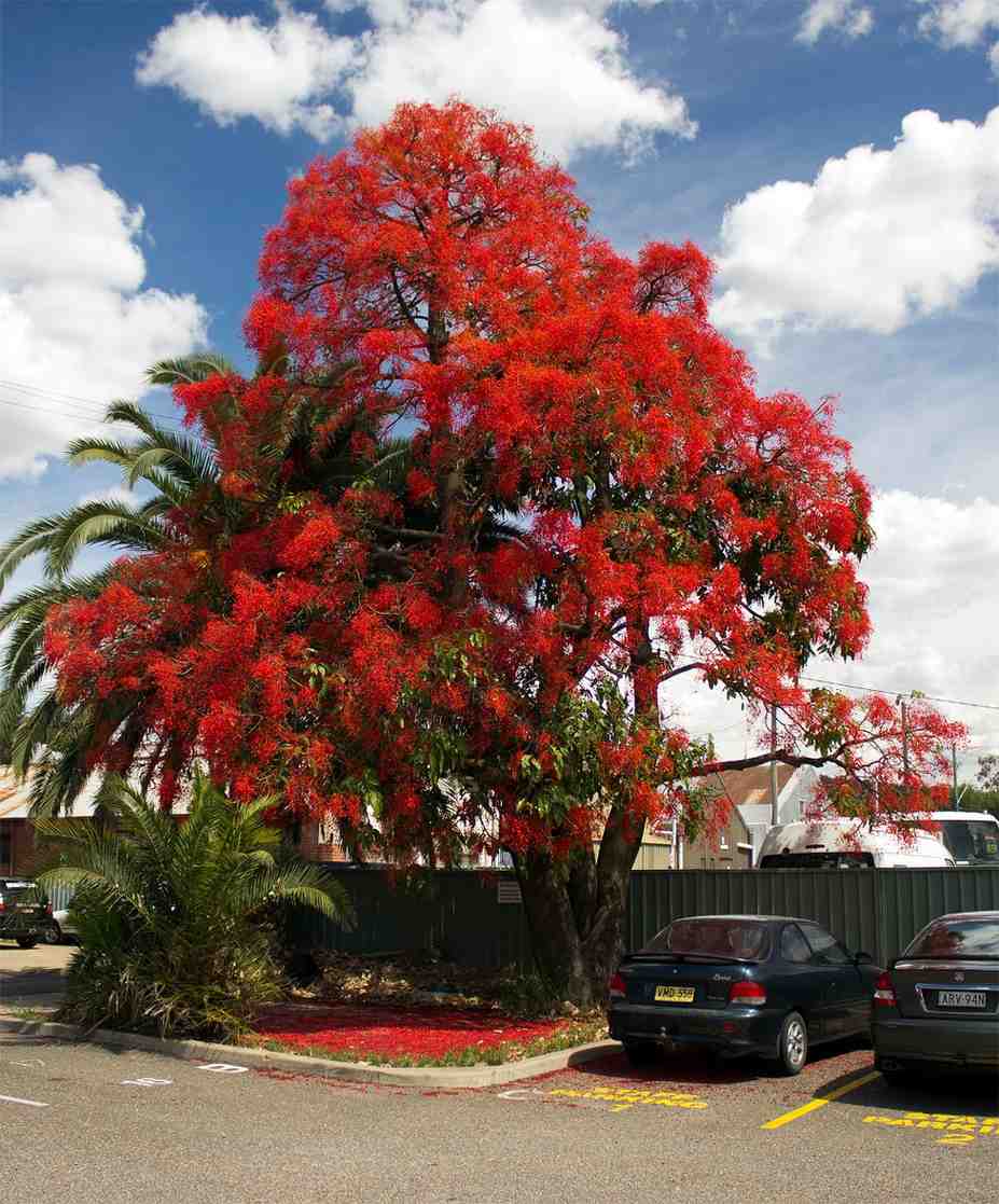 Jual Pohon Tabebuya Merah warna langka