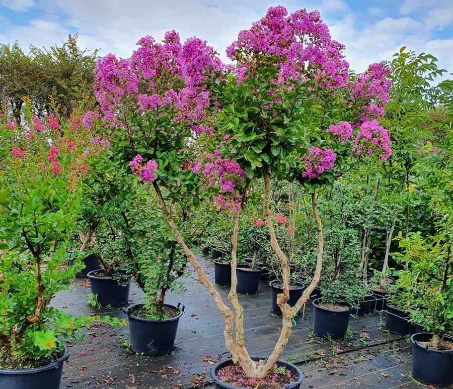 LAGEINDSUP Lagerstroemia Superviolacea 2