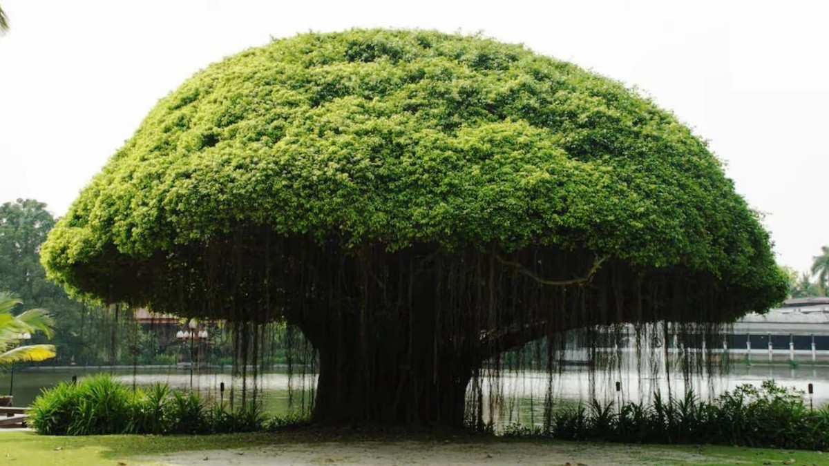 Pohon Beringin