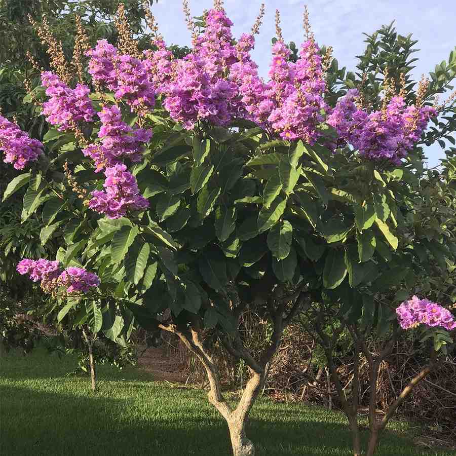 Queen Crape Myrtle