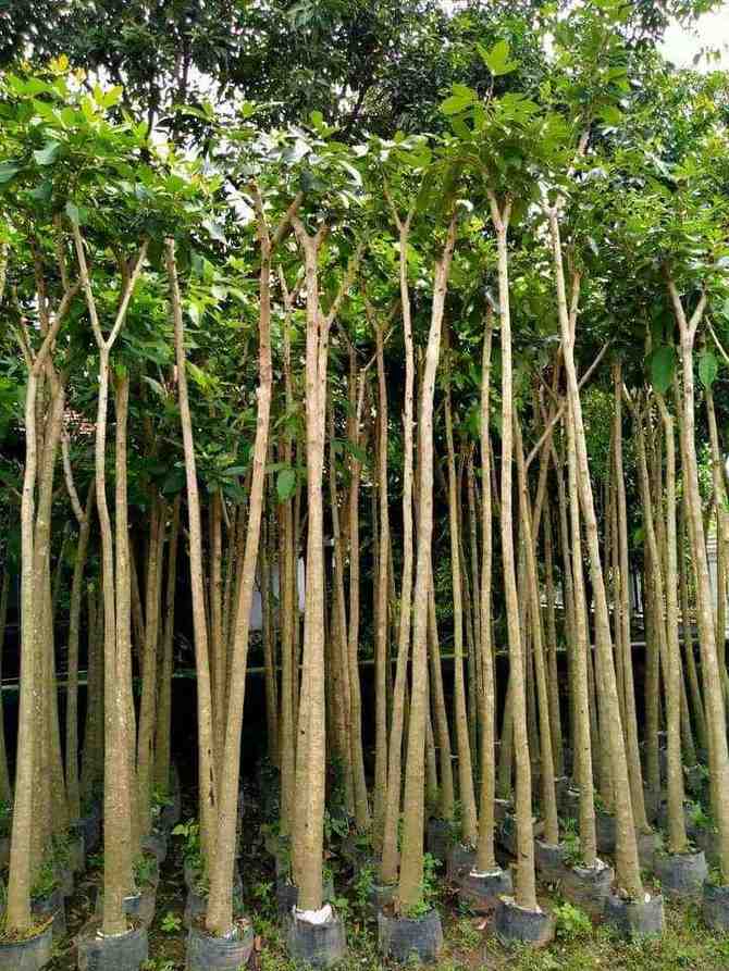jual pohon bungur bunga ungu pohon peneduh 1