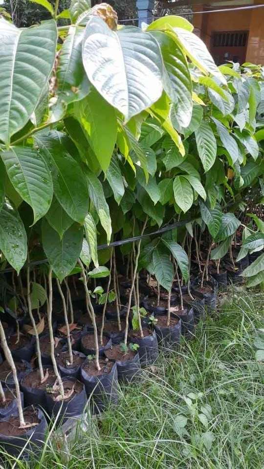 jual pohon bungur bunga ungu pohon peneduh 2