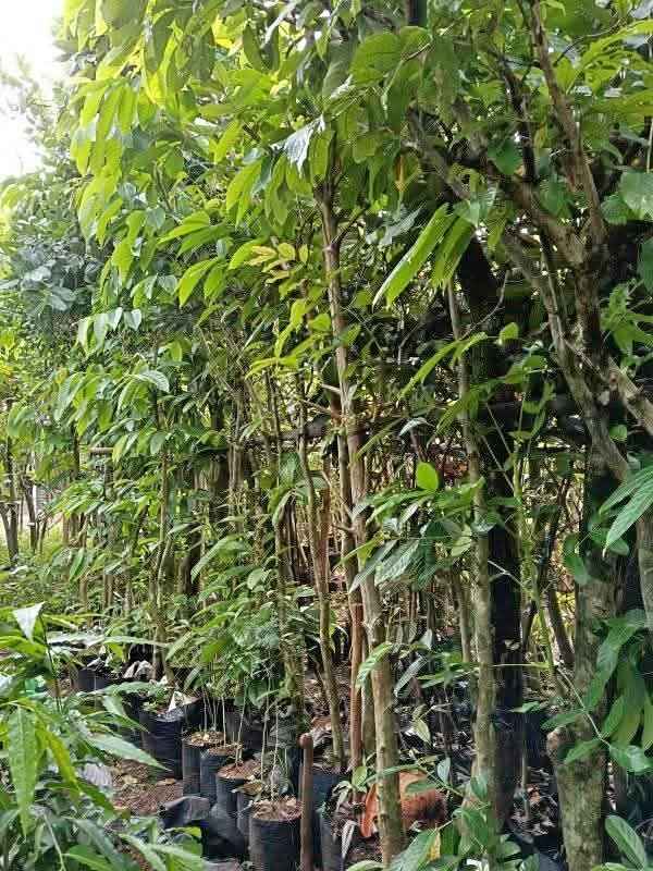jual pohon bungur bunga ungu pohon peneduh 3