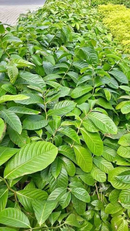 jual pohon bungur bunga ungu pohon peneduh 4