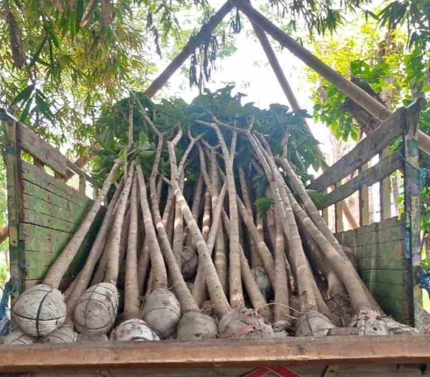 jual pohon bungur bunga ungu pohon peneduh 5