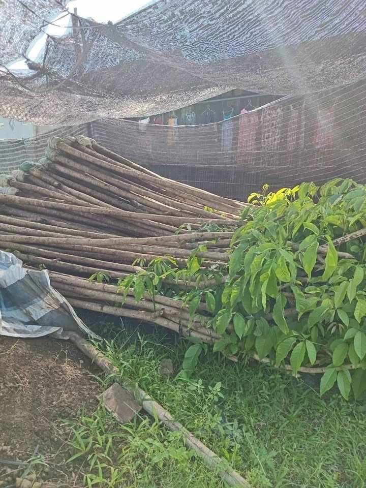jual pohon bungur bunga ungu pohon peneduh 7