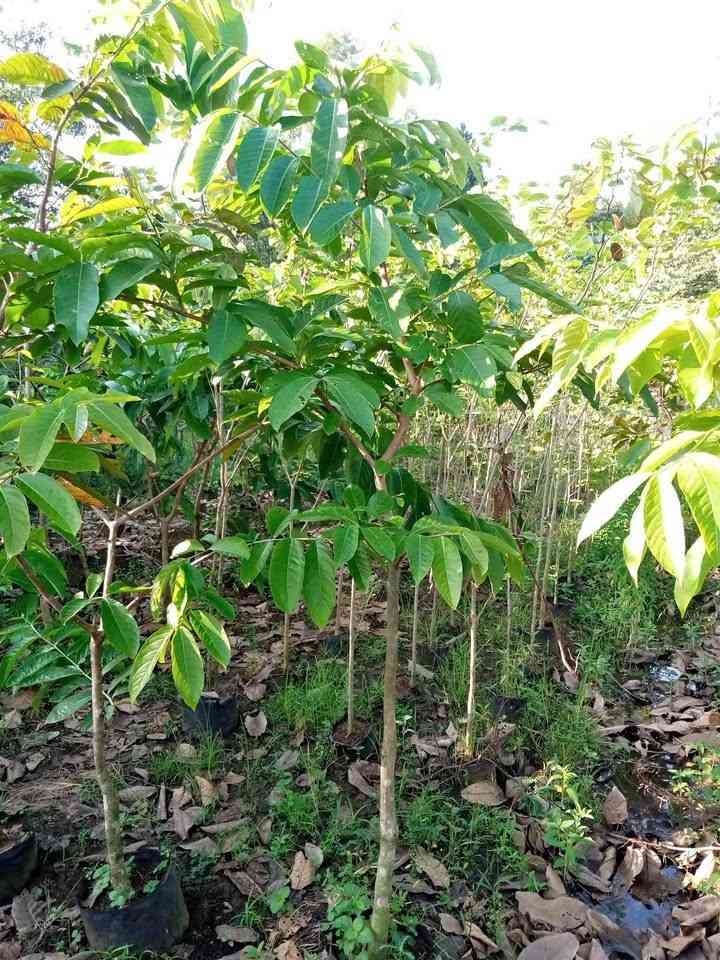 jual pohon bungur bunga ungu pohon peneduh 8