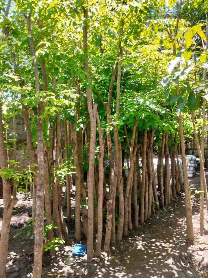 jual pohon bungur bunga ungu pohon peneduh 9