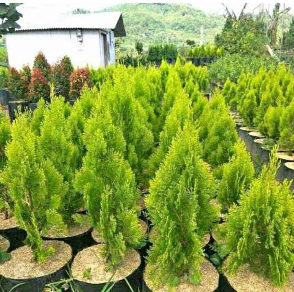 Pohon Cemara Kipas