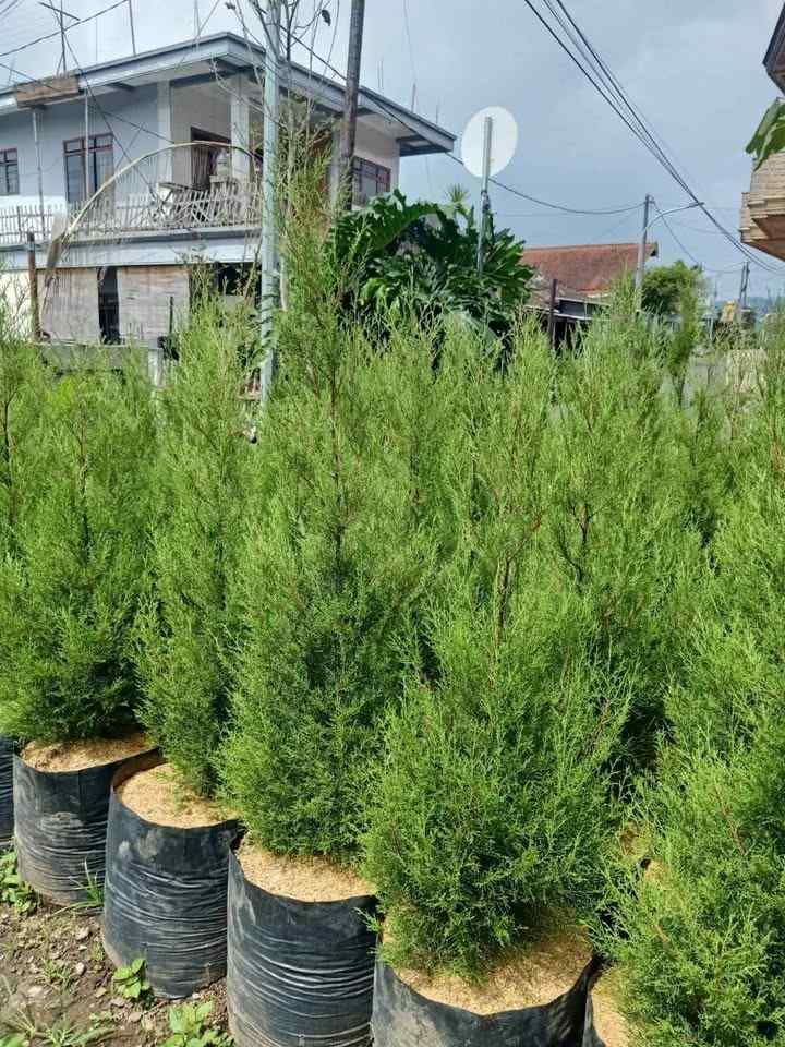 jual pohon cemara rentes murah 2