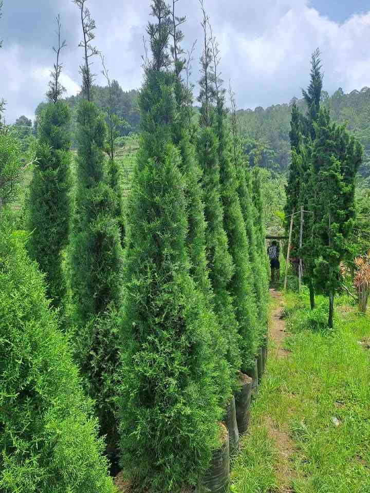 Pohon Cemara Rentes