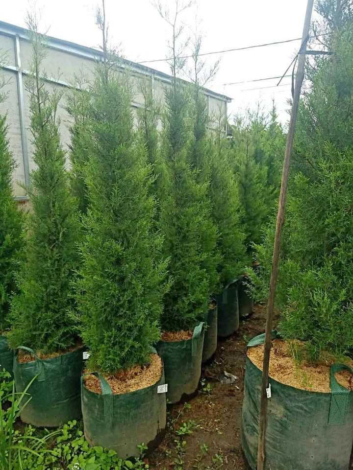jual pohon cemara rentes murah 5