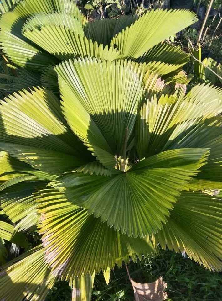 jual pohon palem kipas cantik 1
