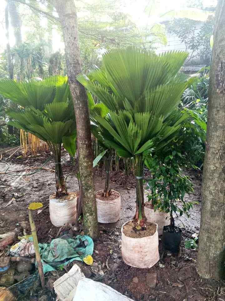 jual pohon palem kipas cantik 10