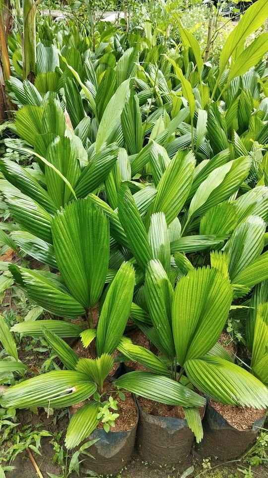 jual pohon palem kipas cantik 12
