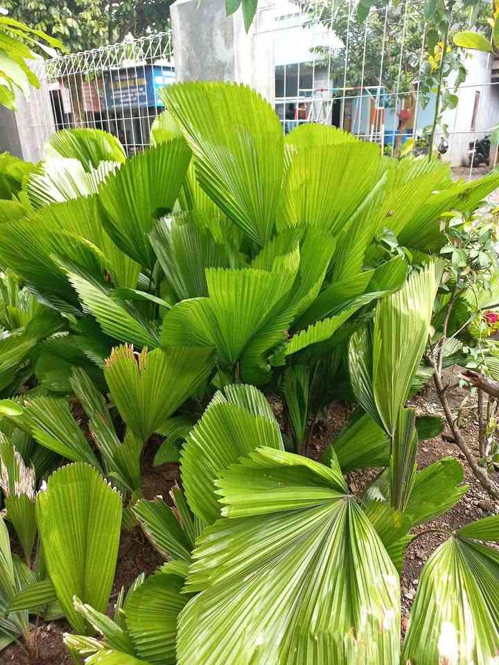 jual pohon palem kipas cantik 13