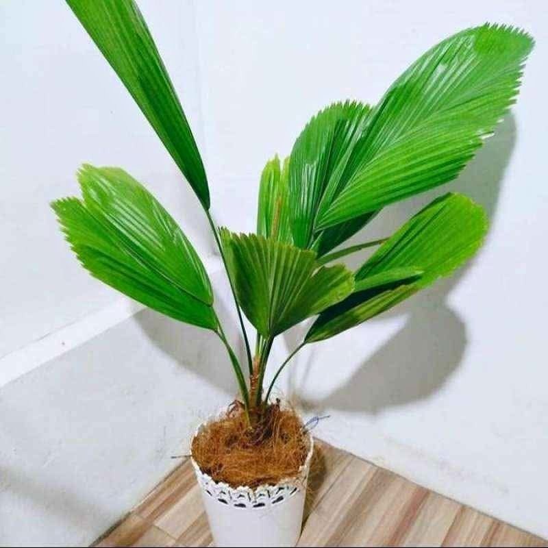 Pohon Palem Kipas