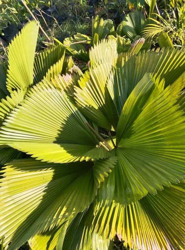 jual pohon palem kipas cantik 2