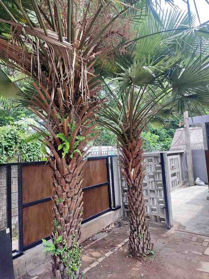 jual pohon palem kipas cantik 3