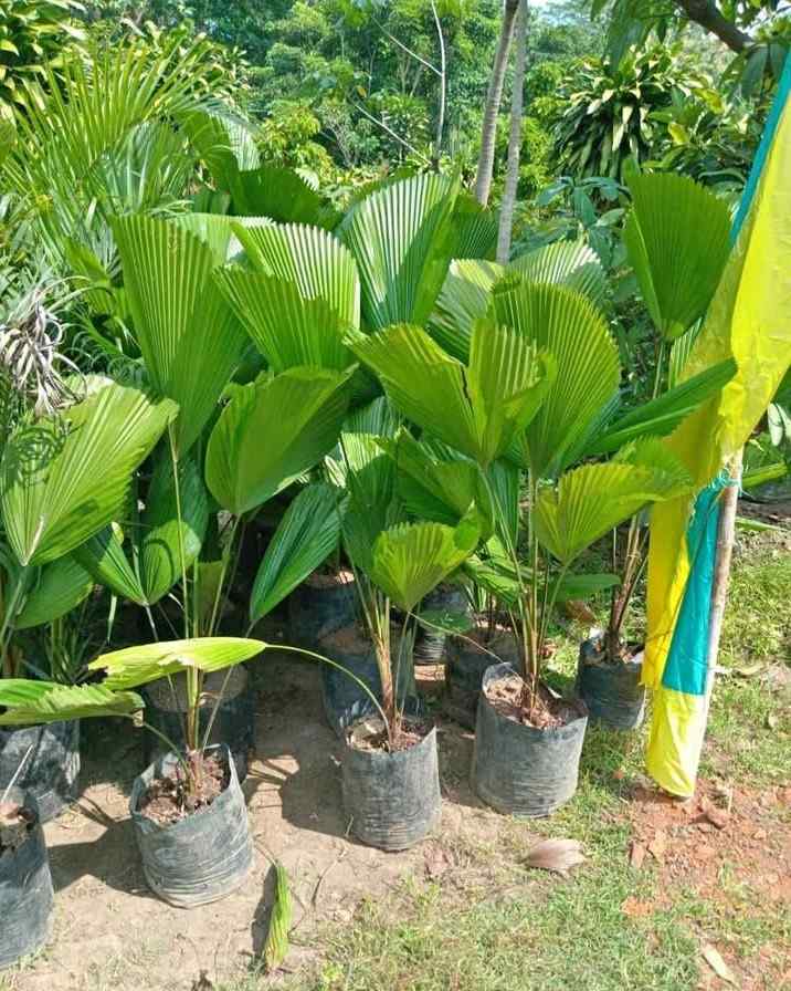 jual pohon palem kipas cantik 7