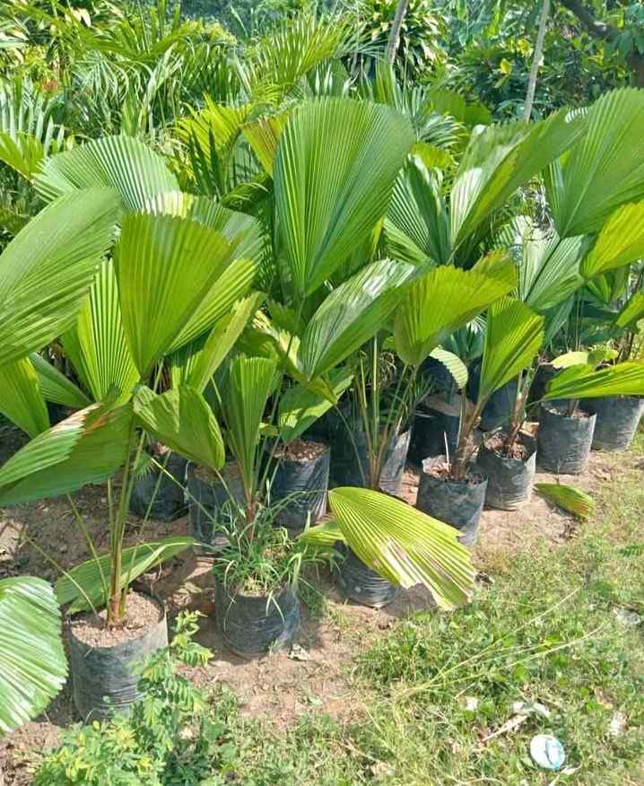 jual pohon palem kipas cantik 8