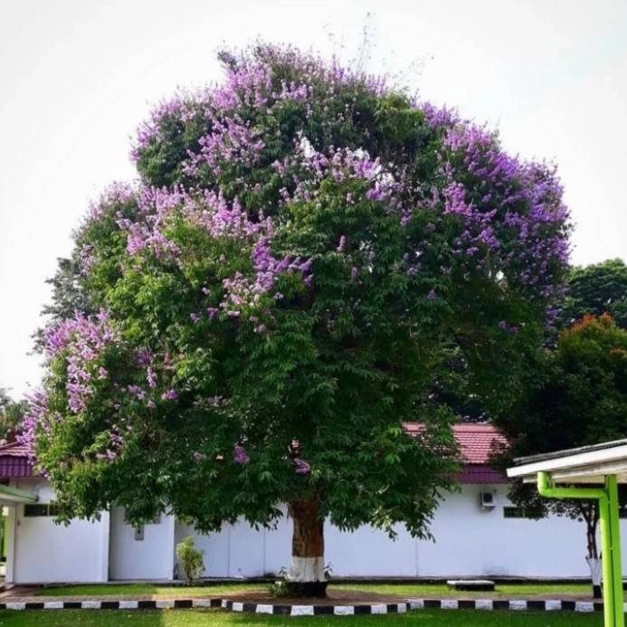 pohon bungur
