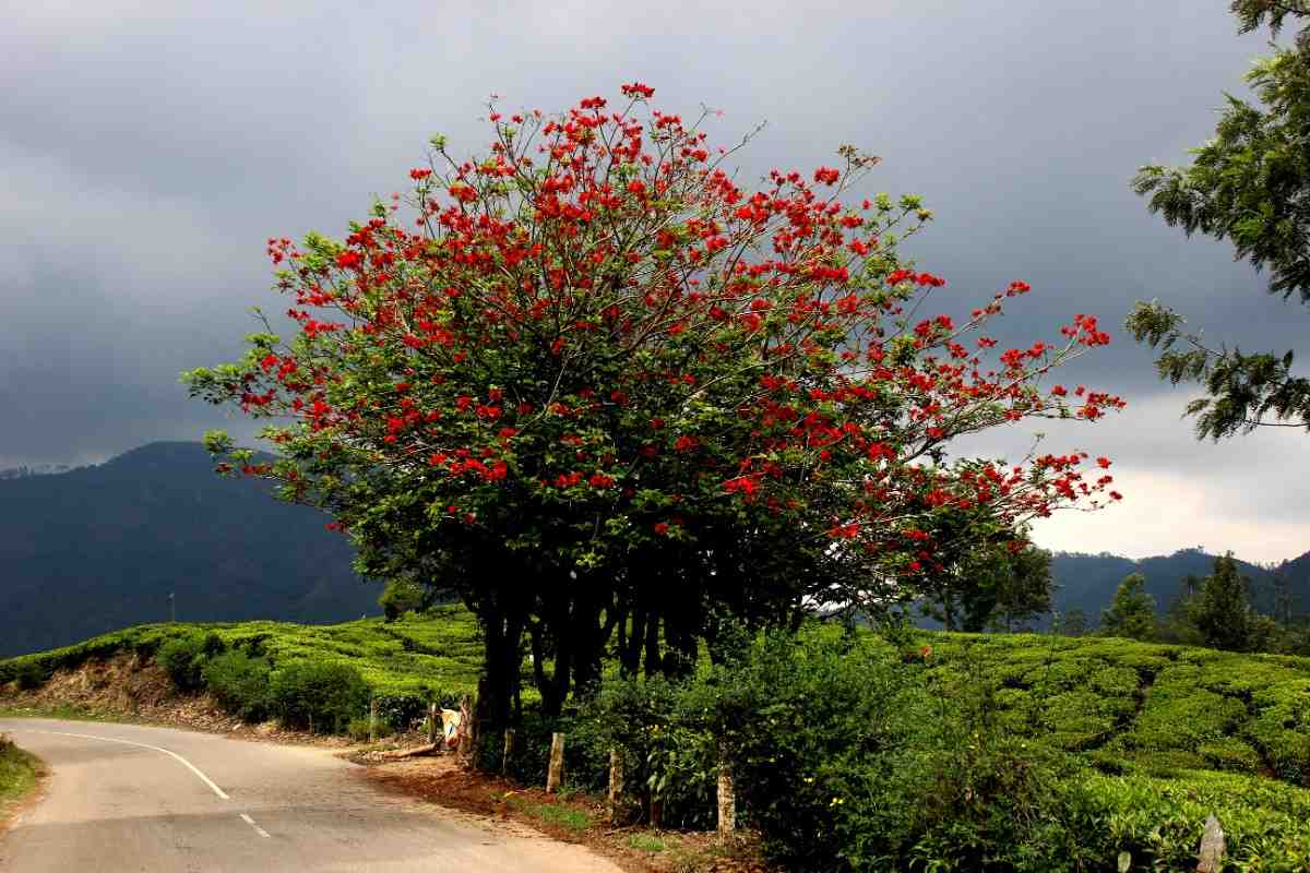 Pohon Dadap Merah