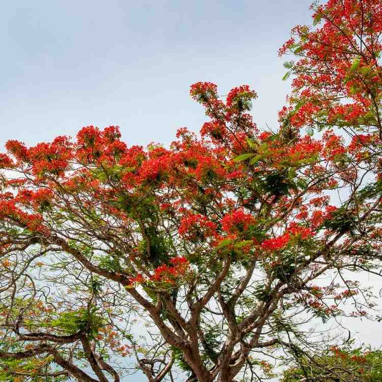 Pohon Flamboyan