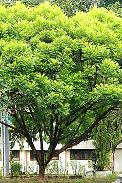 Pohon Kiara Payung