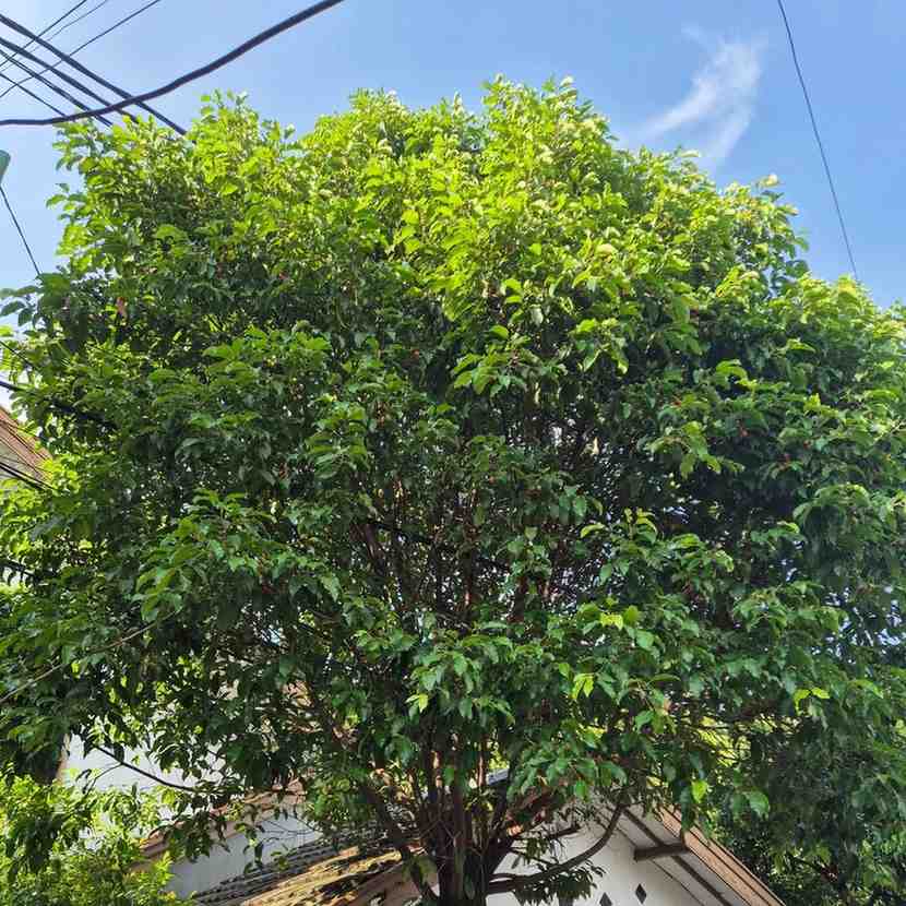 pohon tanjung 1