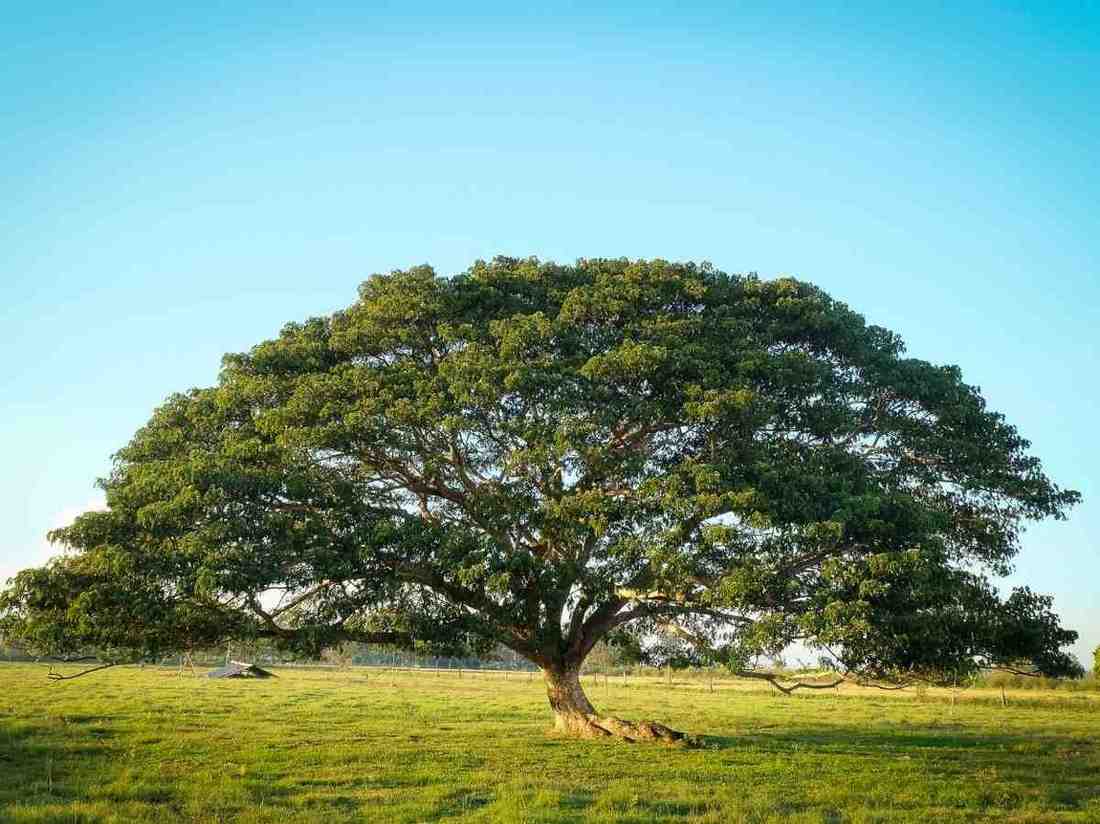 Pohon peneduh untuk jasa penghijauan lahan