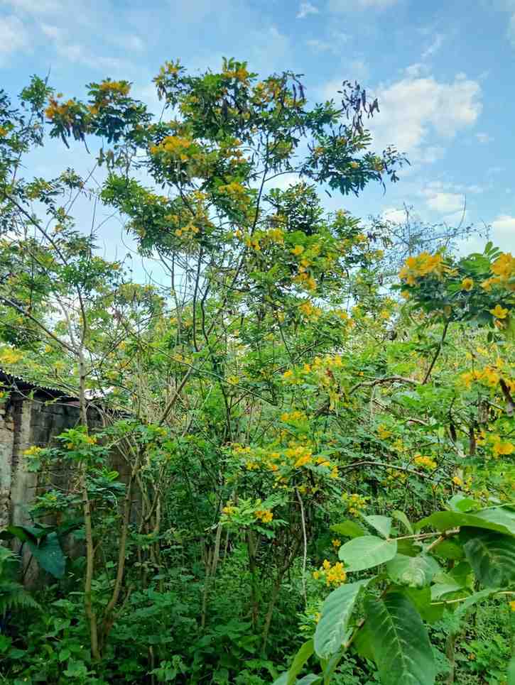 Pohon Akasia