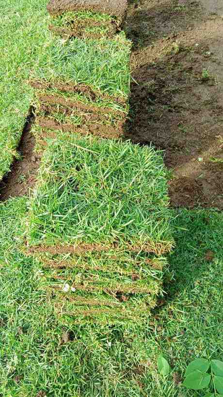 Rumput Jepang