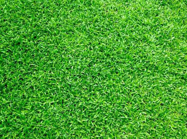 Rumput Swiss