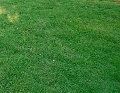 Rumput Manila