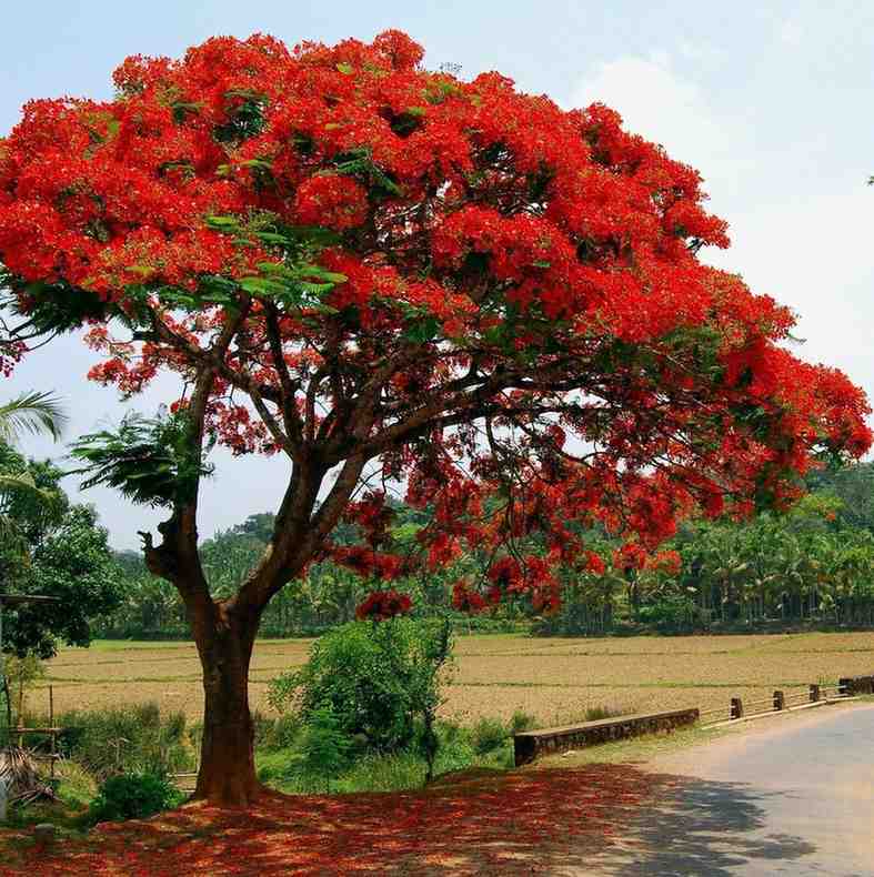 Pohon Flamboyan