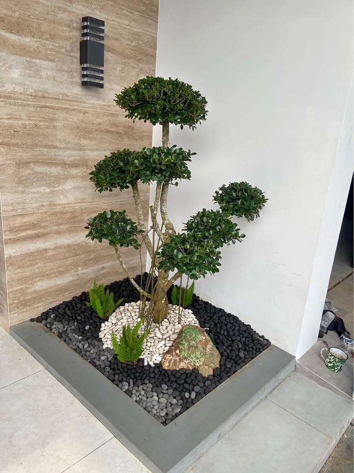 jual bonsai dolar hias cantik 1