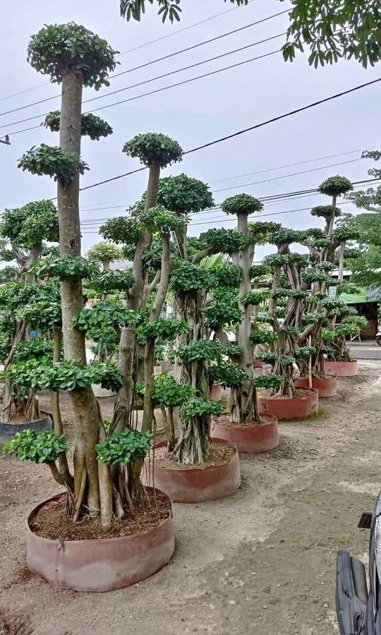 jual bonsai dolar hias cantik 10