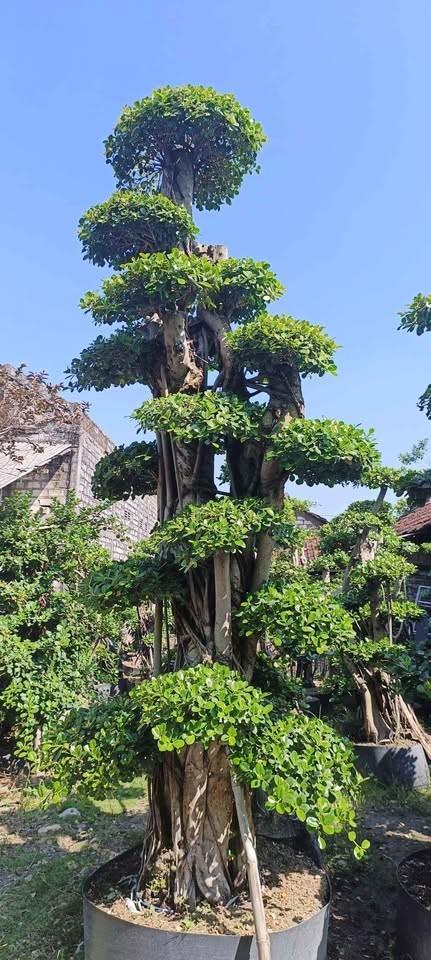 jual bonsai dolar hias cantik 11