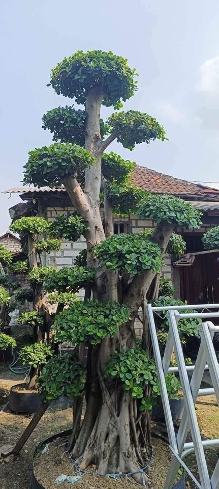 jual bonsai dolar hias cantik 12