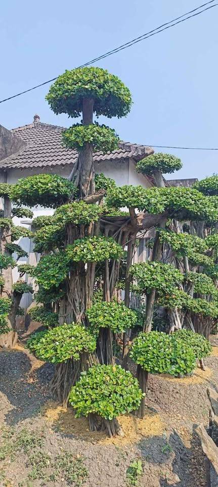 jual bonsai dolar hias cantik 13
