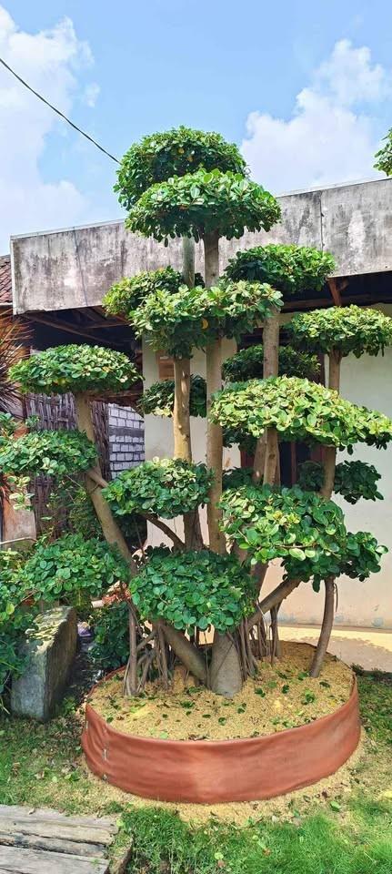 Bonsai Dolar
