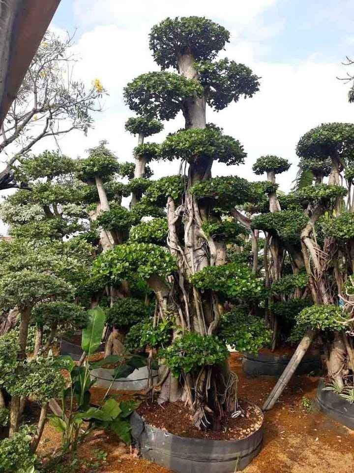 jual bonsai dolar hias cantik 15