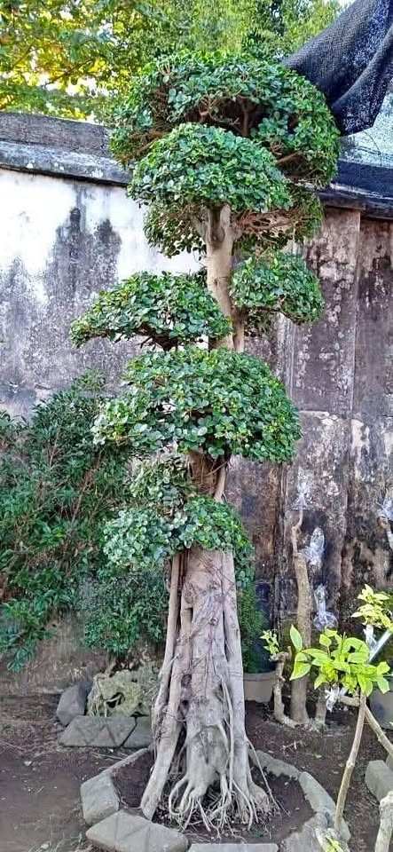 jual bonsai dolar hias cantik 2