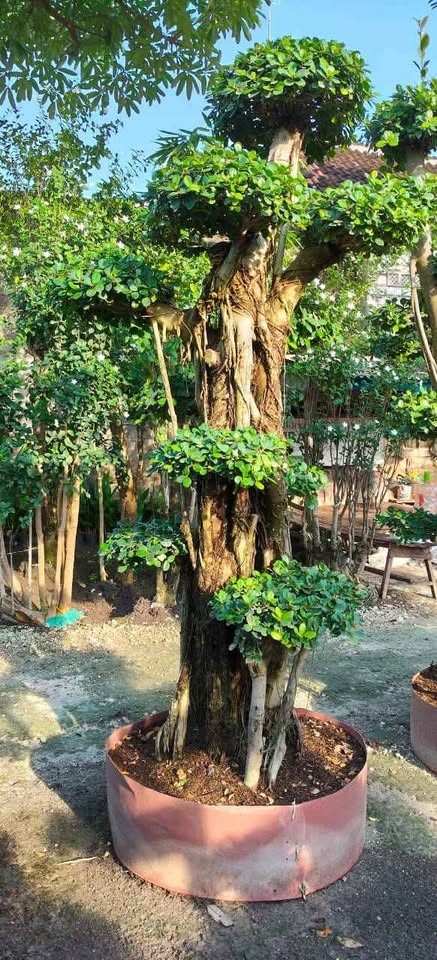 jual bonsai dolar hias cantik 3