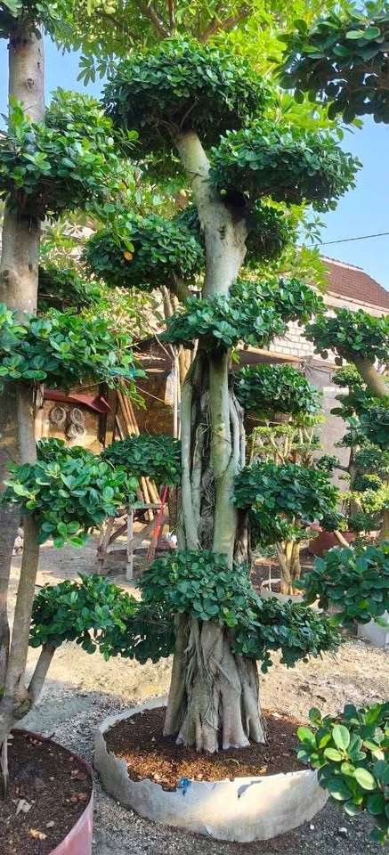 jual bonsai dolar hias cantik 4